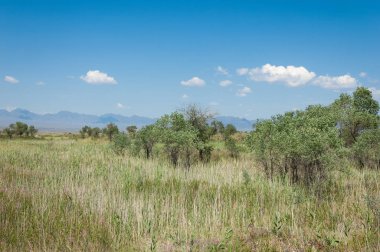 Bozkır yaz. Turgai Kaydet. Çölde Gölü