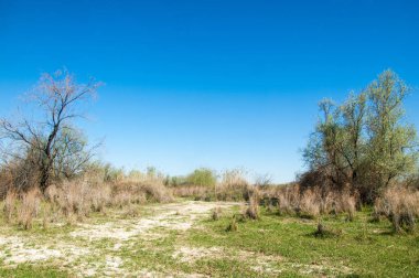 Çöle yakın. Çöl. 