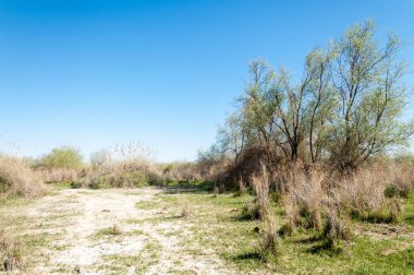 Çöle yakın. Çöl. 