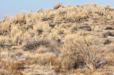 Bozkır, çayır, veld, veldt