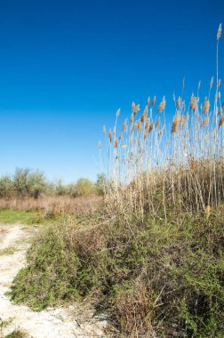 Çöle yakın. Çöl. 