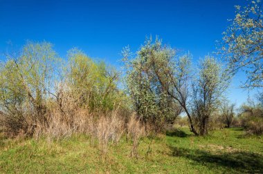 Çöle yakın. Çöl. Bozkır. nehir