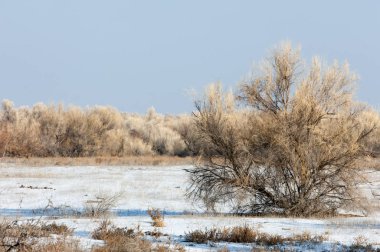 Bozkır, çayır, veld, veldt
