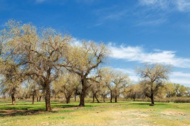 diversifolia Schrenk, Populus euphratica, Fırat Kavanozu, po