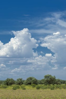Bozkır, çayır, veld, veldt. 