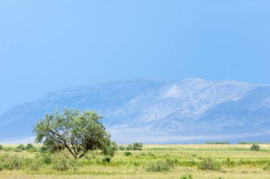 Bozkır, çayır, veld, veldt. 