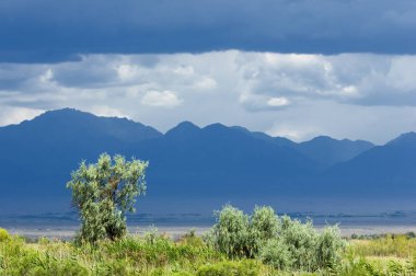 Bozkır, çayır, veld, veldt. 