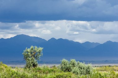 Bozkır, çayır, veld, veldt. 