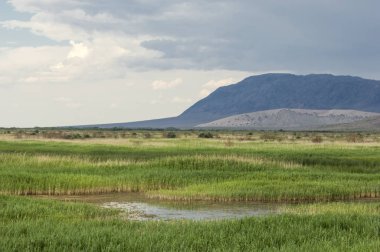 Bozkır, çayır, veld, veldt. 