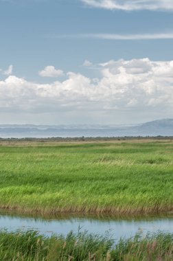 Bozkır, çayır, veld, veldt. 