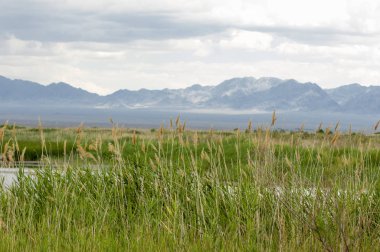 Bozkır, çayır, veld, veldt. 