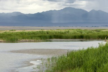 Bozkır, çayır, veld, veldt. 