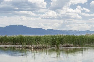 Steppe 'deki nehir. Çayır