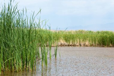 Steppe 'deki nehir. Çayır