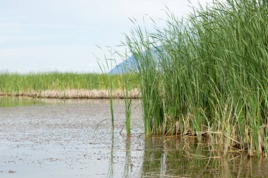Steppe 'deki nehir. Çayır