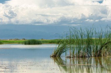 Steppe 'deki nehir. Çayır