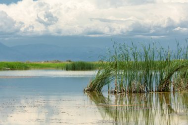 Steppe 'deki nehir. Çayır