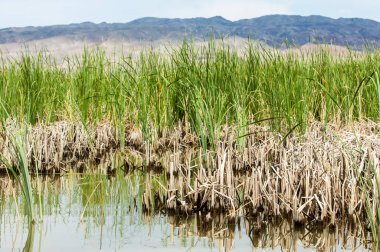Steppe 'deki nehir. Çayır