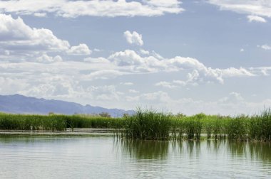 Steppe 'deki nehir. Çayır