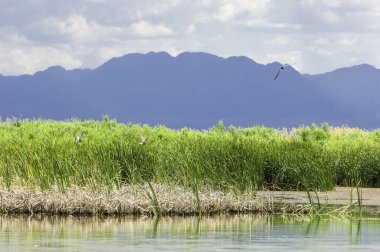 Steppe 'deki nehir. Çayır
