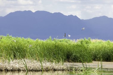 Steppe 'deki nehir. Çayır