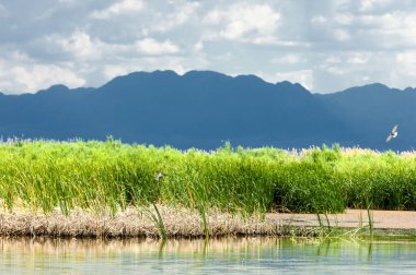 Steppe 'deki nehir. Çayır