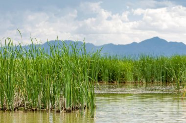 Steppe 'deki nehir. Çayır
