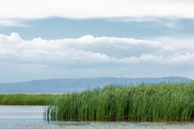 Steppe 'deki nehir. Çayır