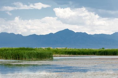 Steppe 'deki nehir. Çayır