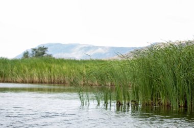 Steppe 'deki nehir. Çayır