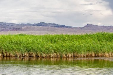 Steppe 'deki nehir. Çayır