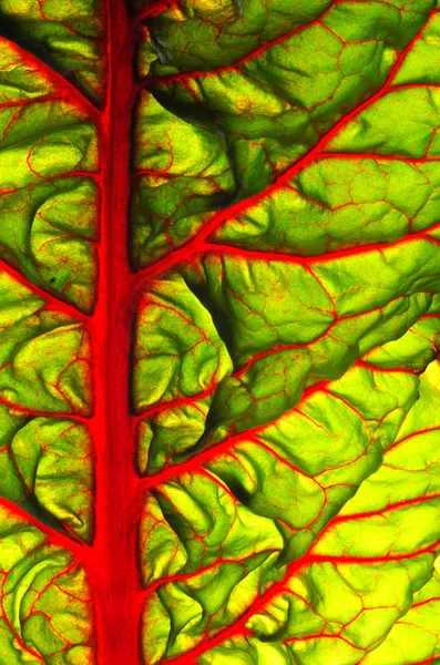 Beet leaves. — Stock Photo, Image