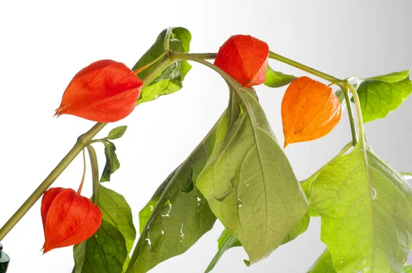 Physalis — Fotografia de Stock