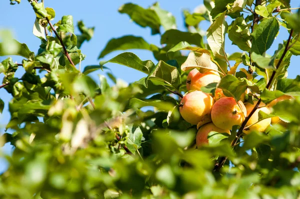 Wild Apples Malus Genus 3055 Species Small Deciduous Apple Trees — Stock Photo, Image