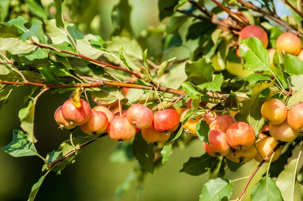 Dzikie Jabłka Malus Jest Rodzajem Około 3055 Gatunków Małych Drzew — Zdjęcie stockowe