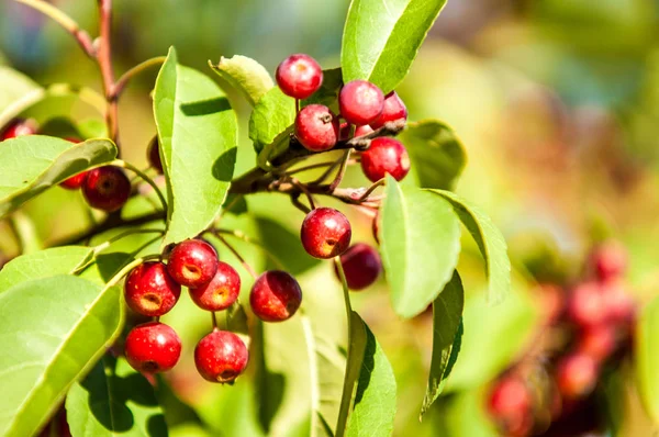 Manzanas Silvestres Malus Género Cerca 3055 Especies Pequeños Manzanos Deciduos — Foto de Stock