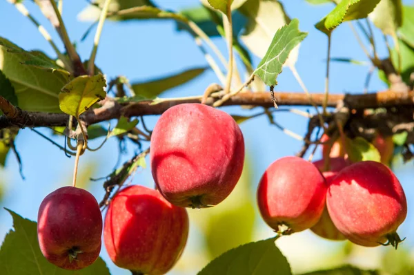 Wild Apples Malus Genus 3055 Species Small Deciduous Apple Trees — 스톡 사진