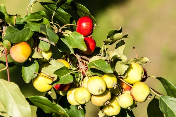 Dzikie Jabłka Malus Jest Rodzajem Około 3055 Gatunków Małych Drzew — Zdjęcie stockowe