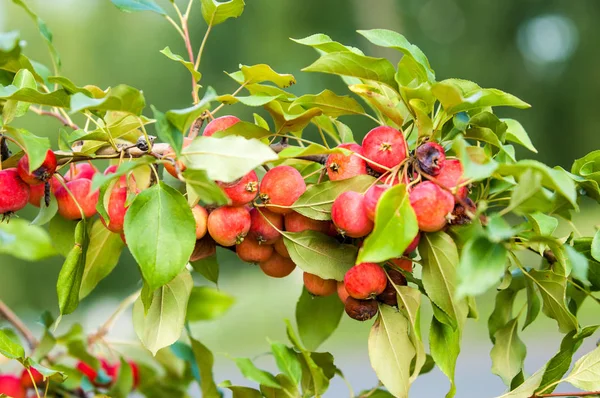 Des Pommes Sauvages Malus Est Genre Arbustes Famille Des Rosacées — Photo