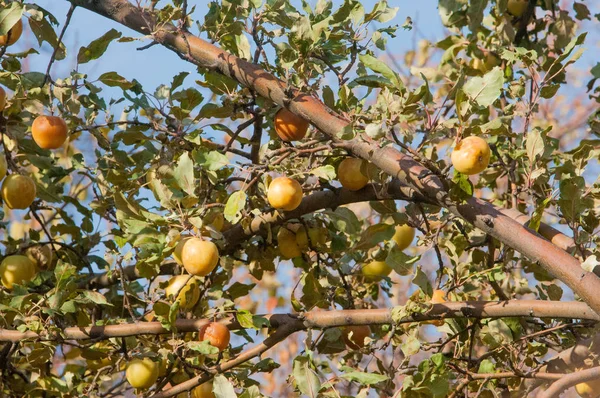 Yabani üzüm — Stok fotoğraf