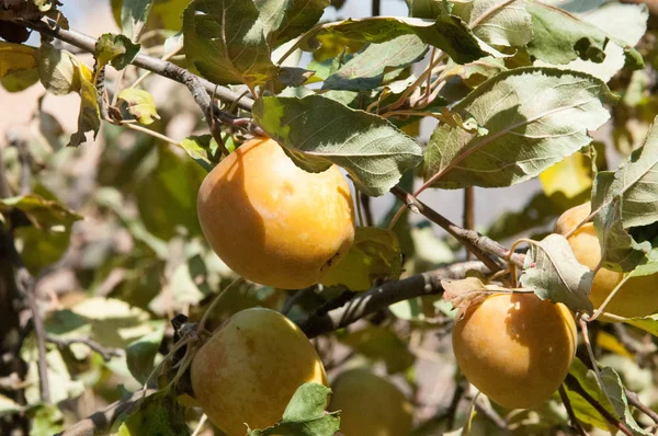 Wilde Trauben — Stockfoto