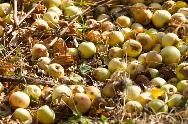 Uva silvestre — Foto de Stock