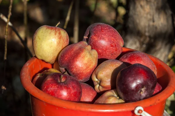 Sappige Rijpe Appels Close — Stockfoto