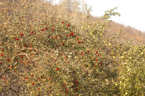 Juicy Ripe Apples Close — Stock Photo, Image