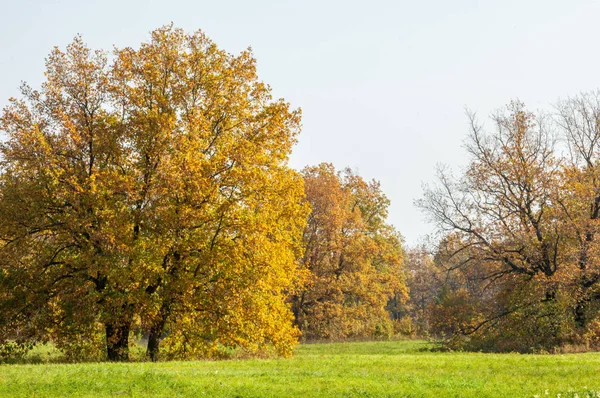 秋天的风景 秋天湖混交林 — 图库照片