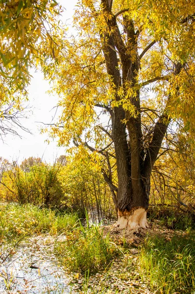 Castores de otoño árbol estropeado —  Fotos de Stock