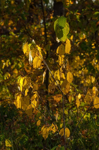 Texture, fond. Les feuilles tombent — Photo