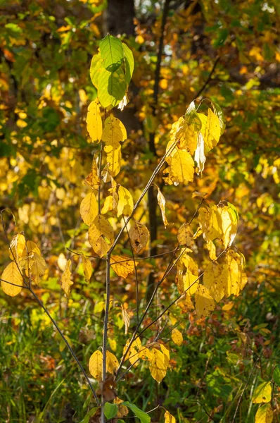 Texture, fond. Les feuilles tombent — Photo