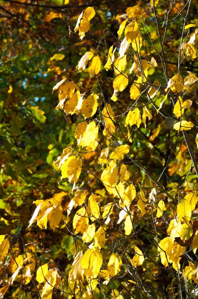 Texture, background. Leaves fall — Stock Photo, Image