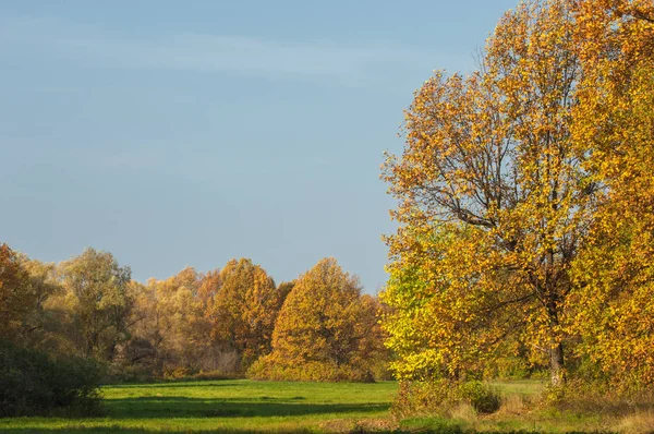 Podzimní Krajina Velký Podzimní Dub Červenými Listy Modrém Pozadí Oblohy — Stock fotografie
